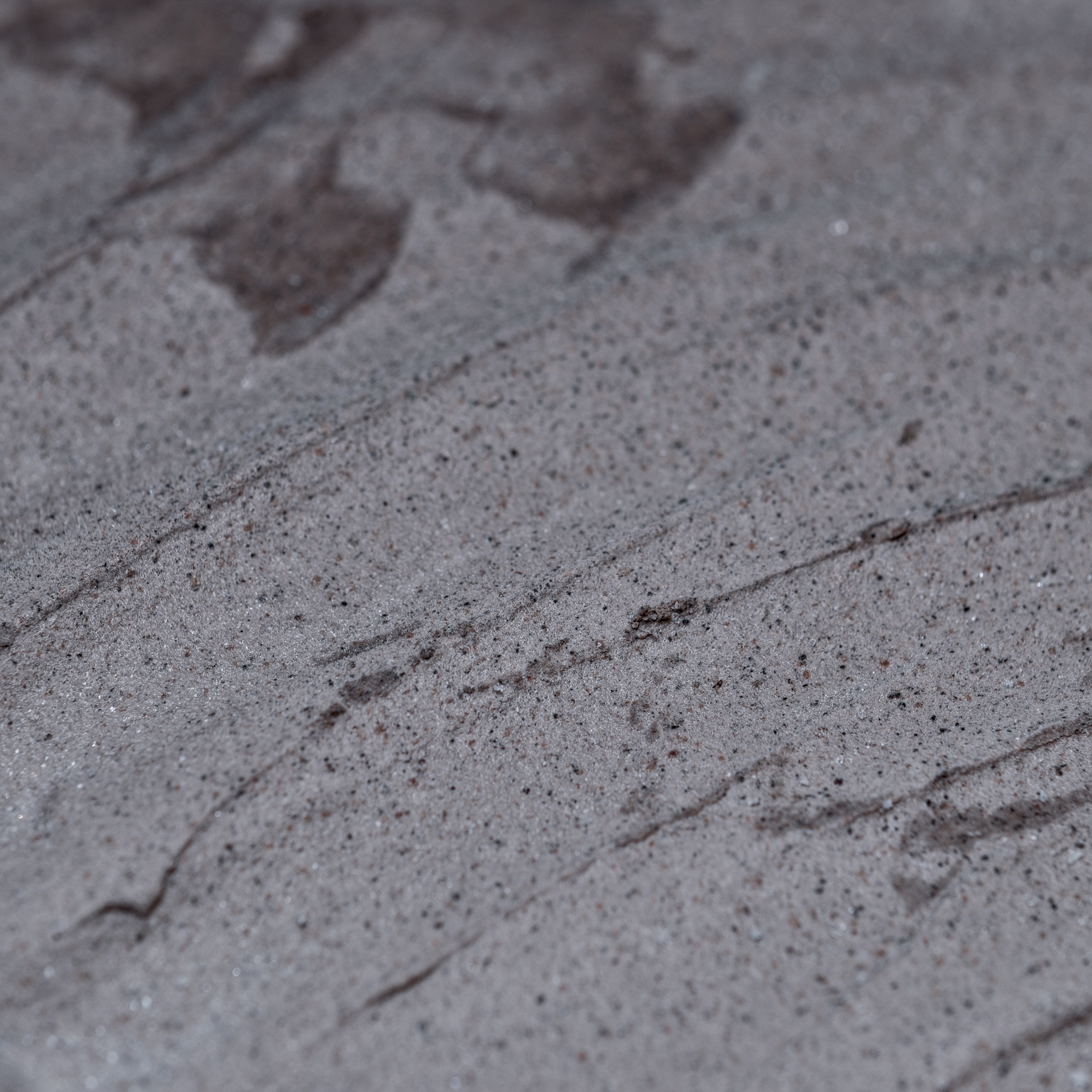 FREE SCOOP - BLACK SESAME GELATO